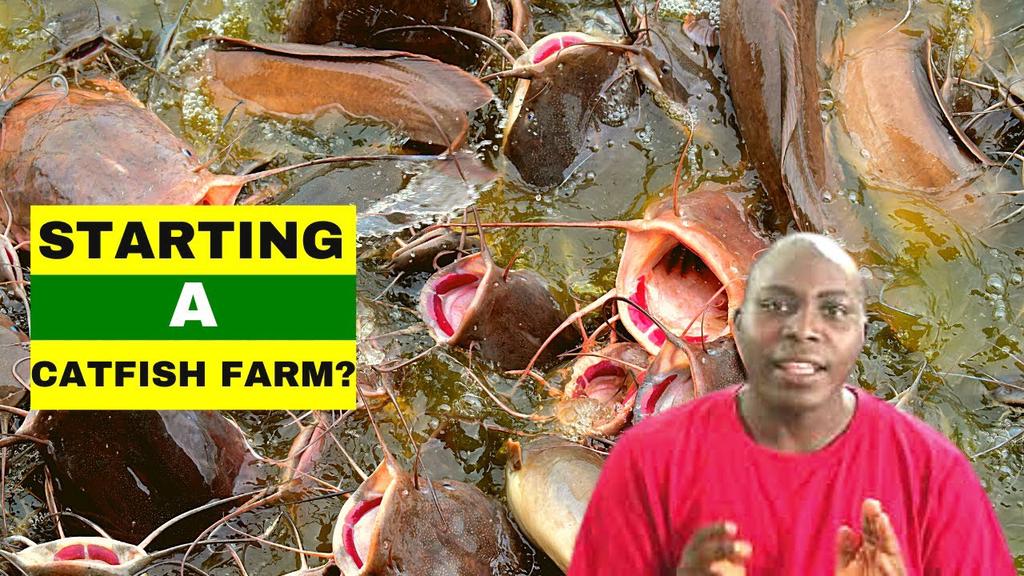 'Video thumbnail for STARTING A CATFISH FARM? Basic Requirements For Fish Farming'