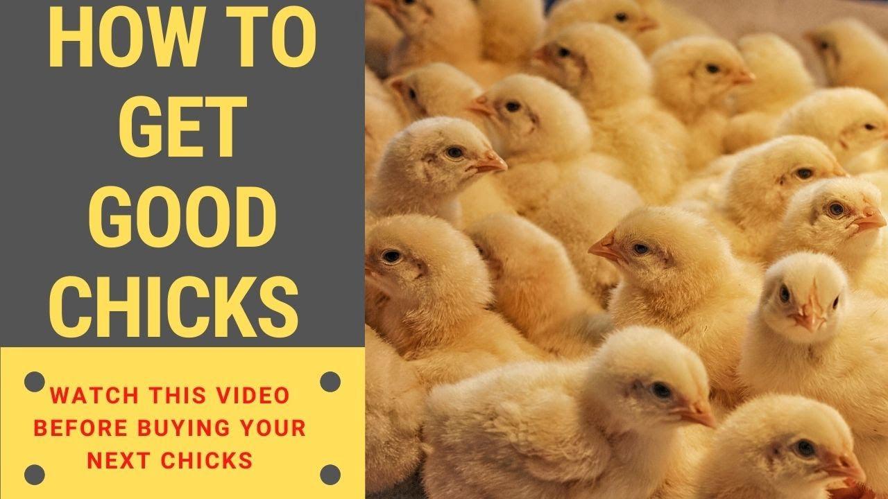 'Video thumbnail for Must Watch! How to Source or Get Very Good Chicks.'
