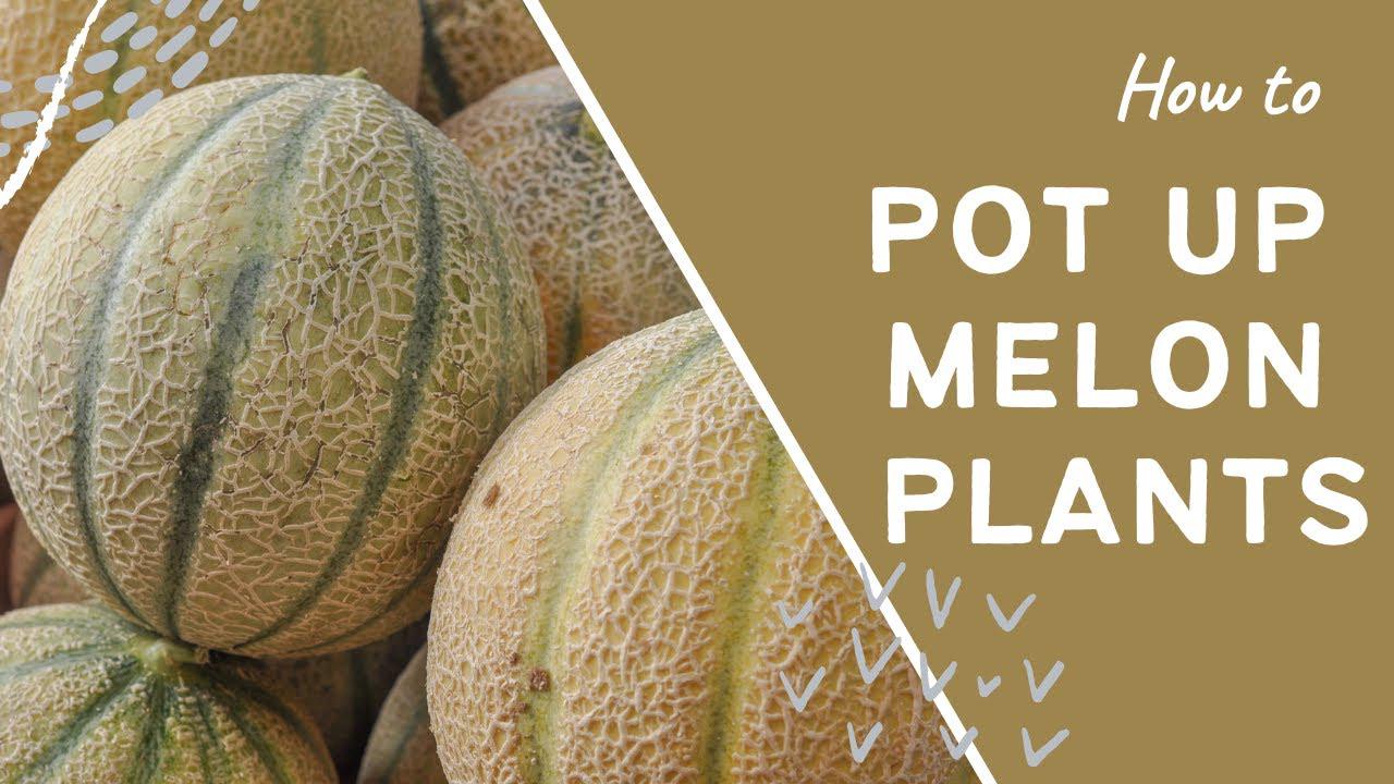 'Video thumbnail for How to pot up melon plants - grow melons in the Uk'