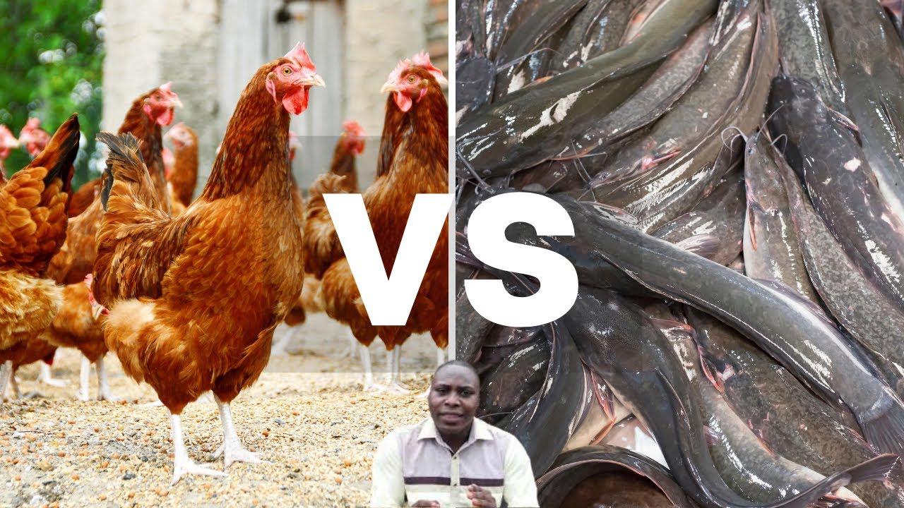 'Video thumbnail for POULTRY VS CATFISH BUSINESS | Agriculture Business In Nigeria'