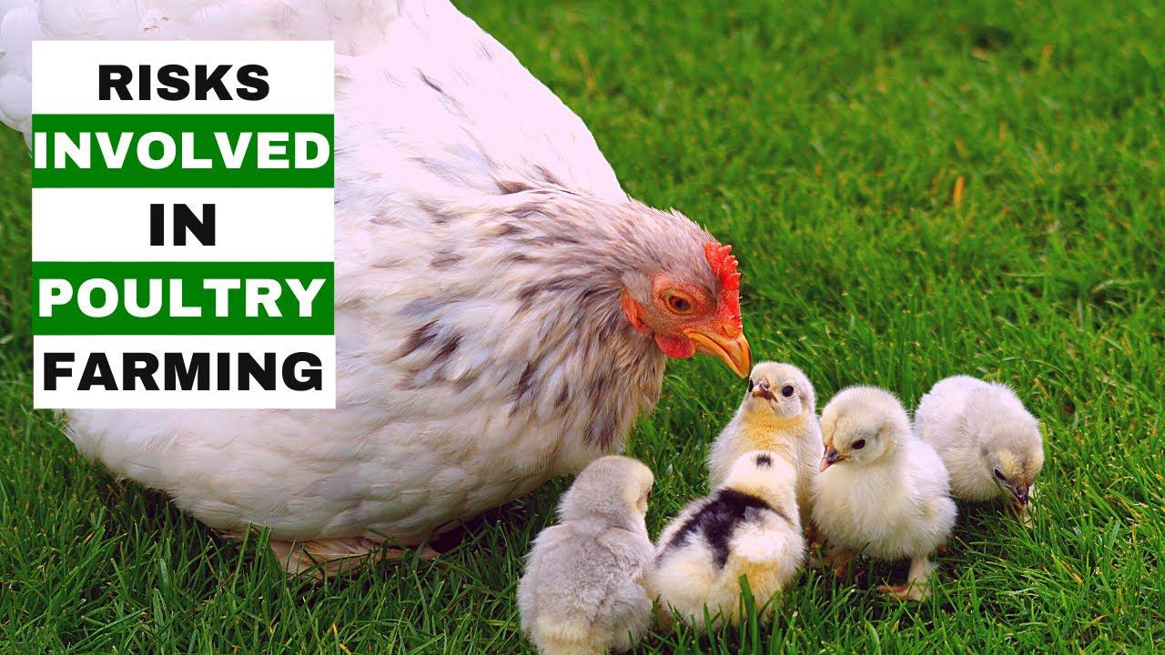 'Video thumbnail for RISKS OF STARTING A POULTRY BUSINESS | Chicken Farming For Beginners'