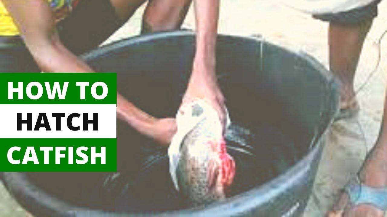 'Video thumbnail for HOW TO HATCH A CATFISH | Step By Step Guide To Fish Hatchery'