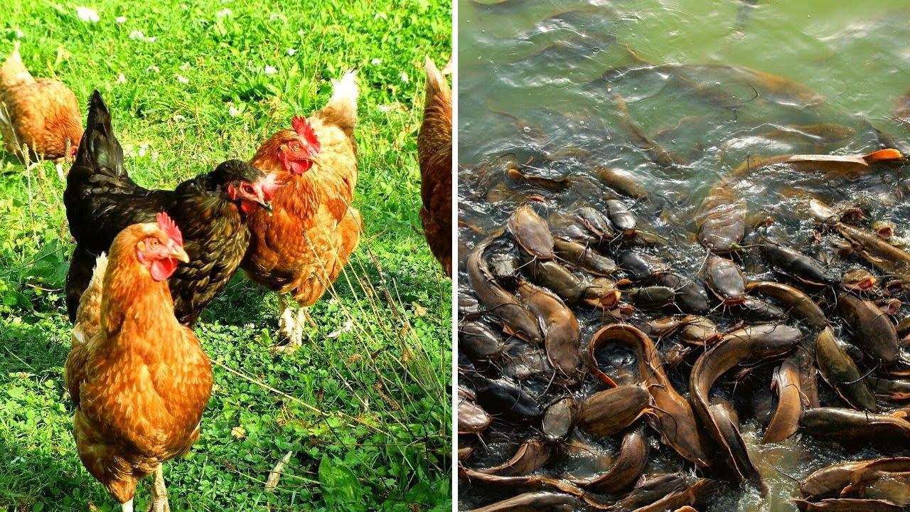 'Video thumbnail for Difference Between Poultry And Catfish Farming. Which Should I Invest In?'