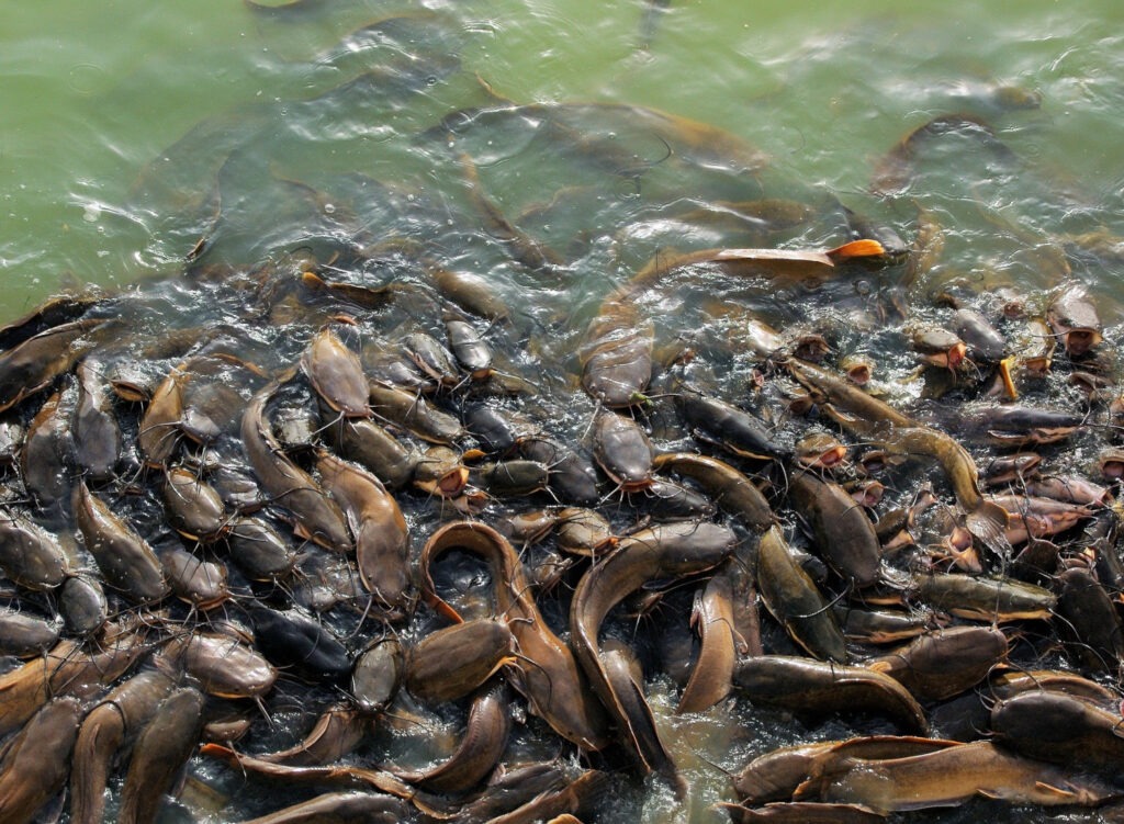 Catfish Farming