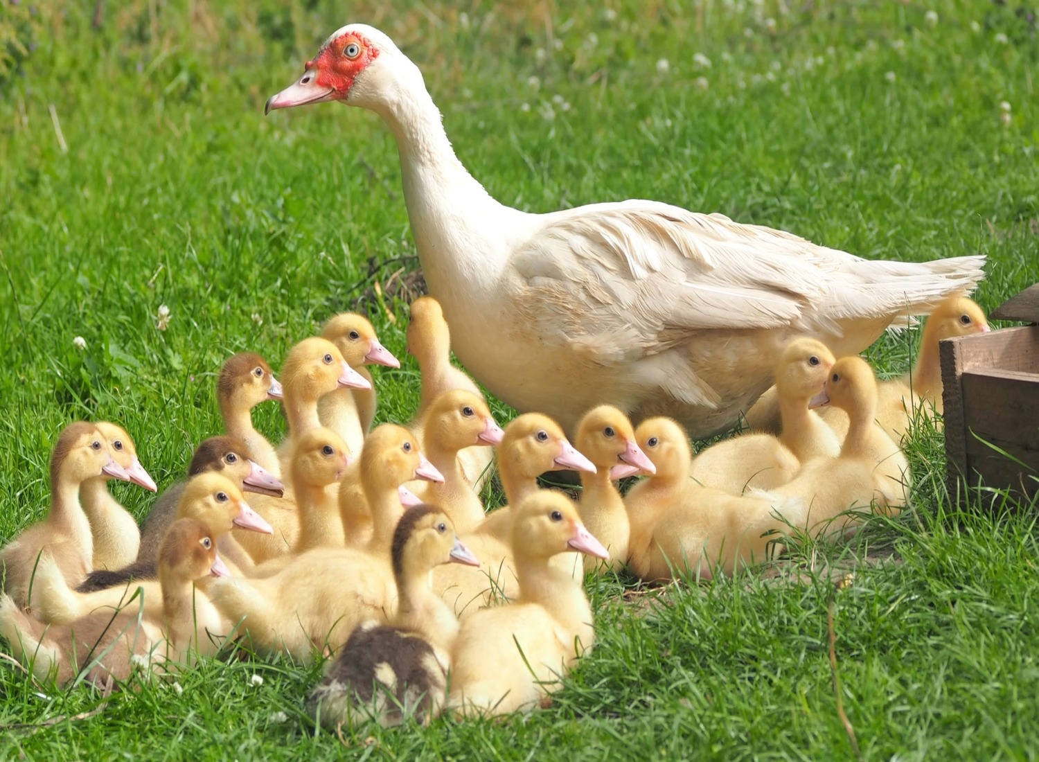 Poultry Birds Examples