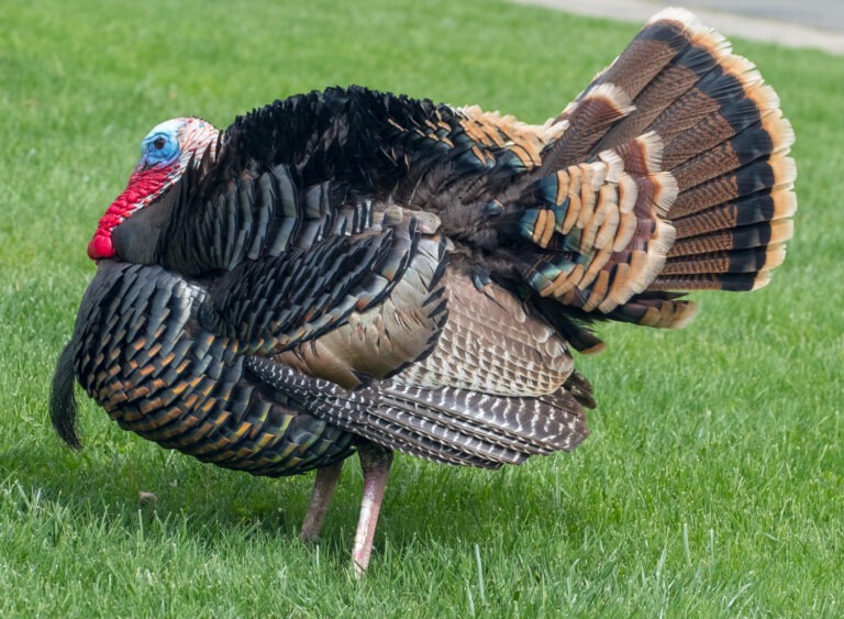 7-different-types-of-poultry-birds