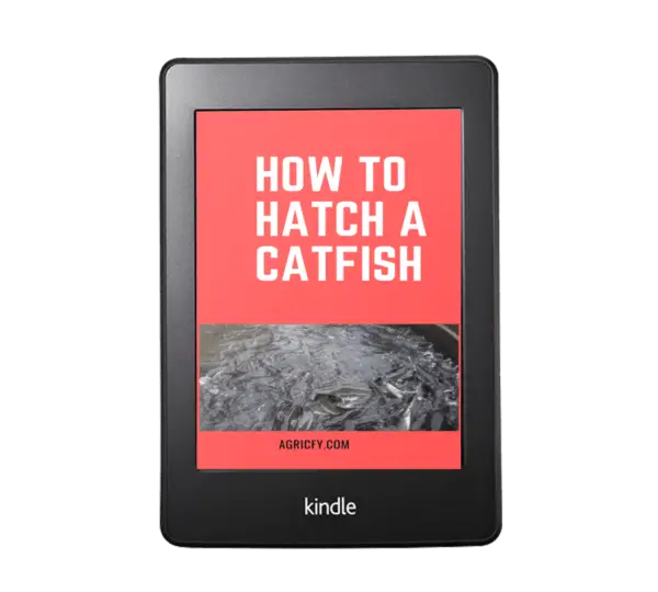 How To Hatch A Catfish