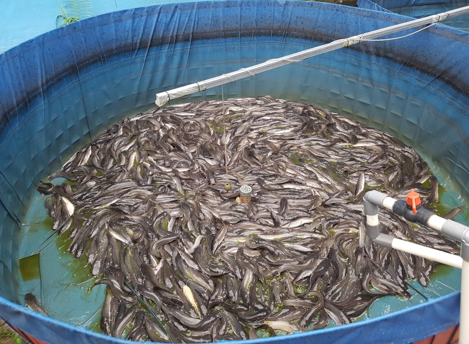 6-types-of-ponds-for-fish-farming