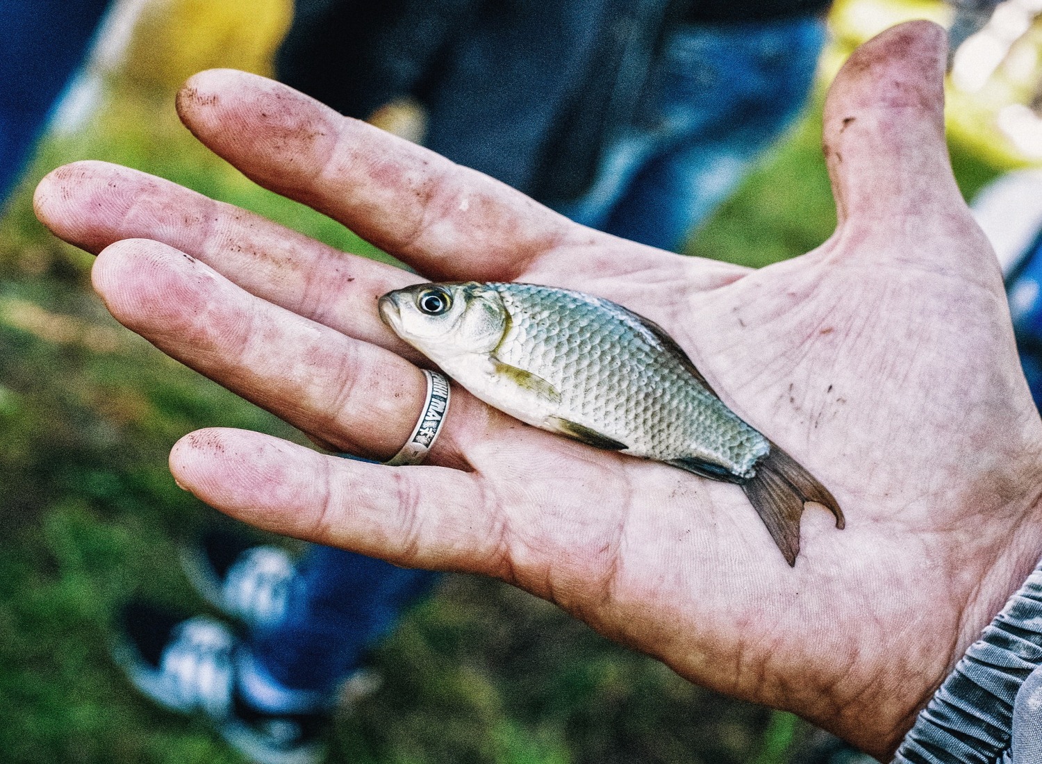 How To Start A Tilapia Fish Farm What Should You Know?