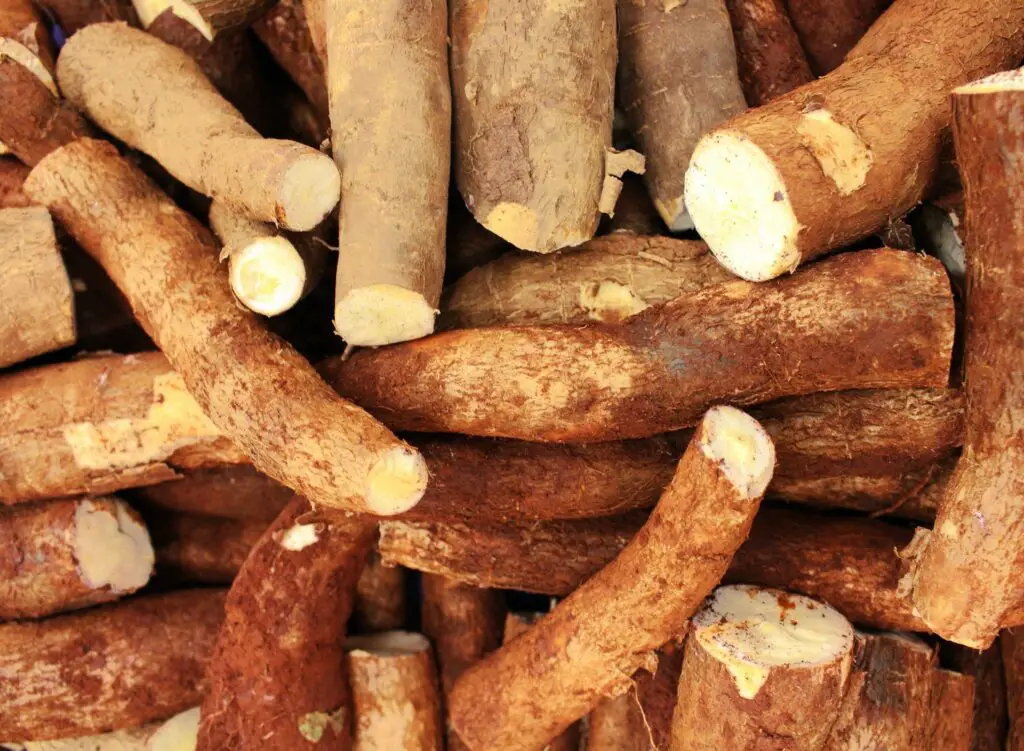 Cassava farming business
