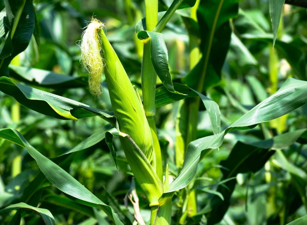 Maize farming