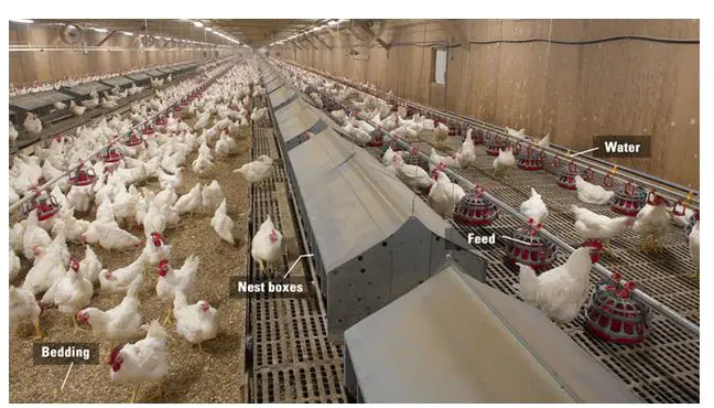 6 Types of Poultry House