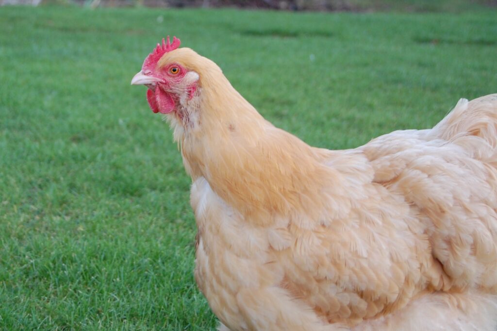 Buff Orpington