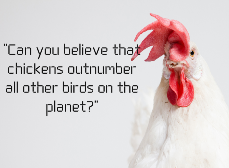 22 Funny Quotes About Chicken