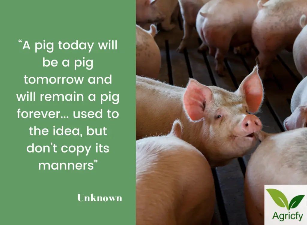 Pig Farming Quotes