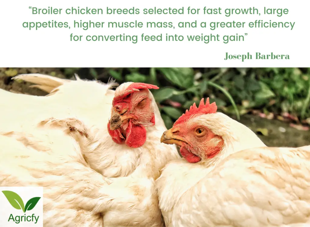 Quotes on Chicken farming