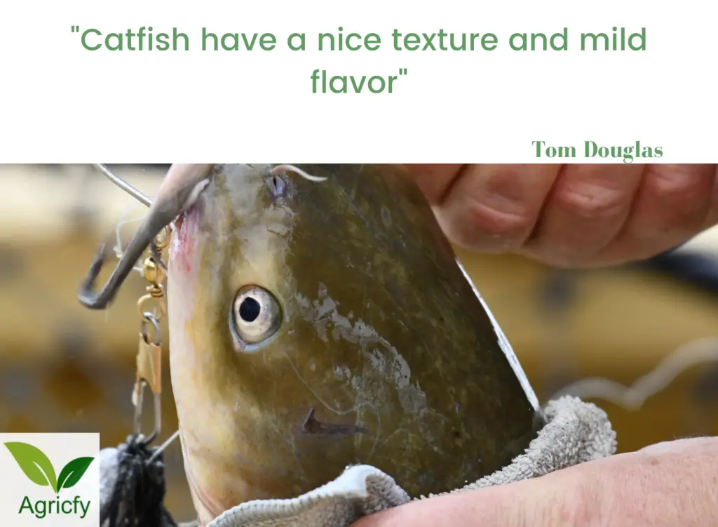 Catfish farming quotes