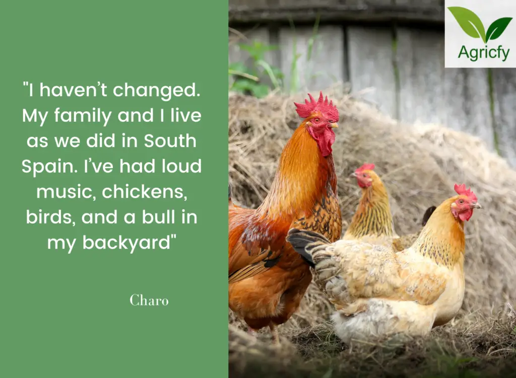 chicken quotes