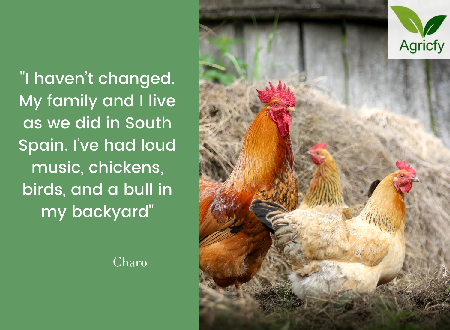 22 Funny Quotes About Chicken