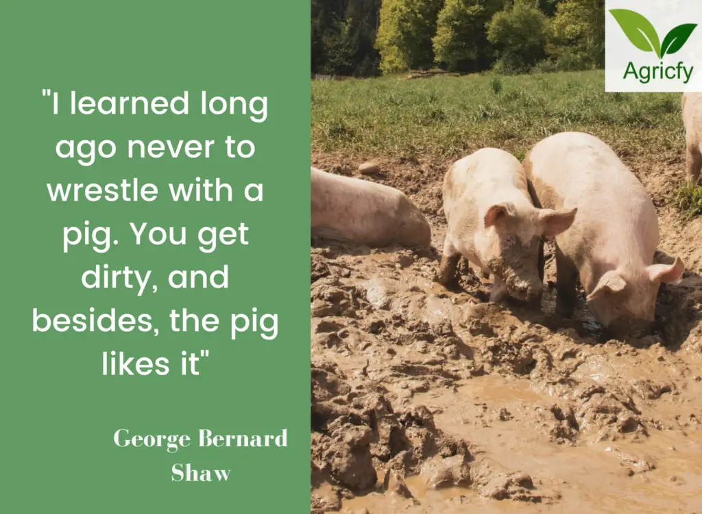 Sayings on Pig farming