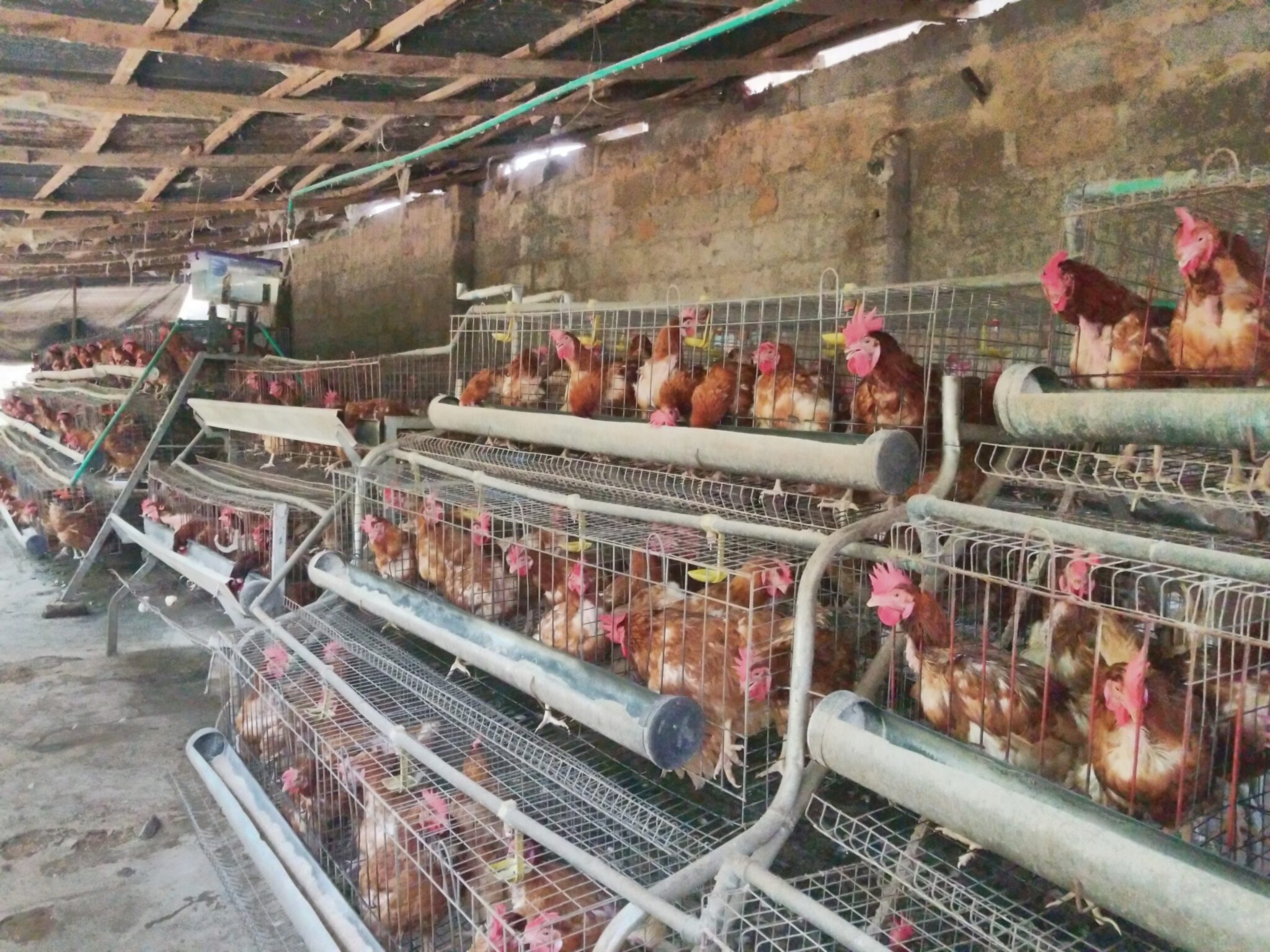 Broilers Vs Layers Farming Which Is More Profitable?