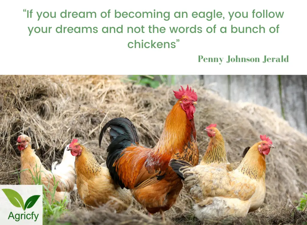 Chickens Quotes