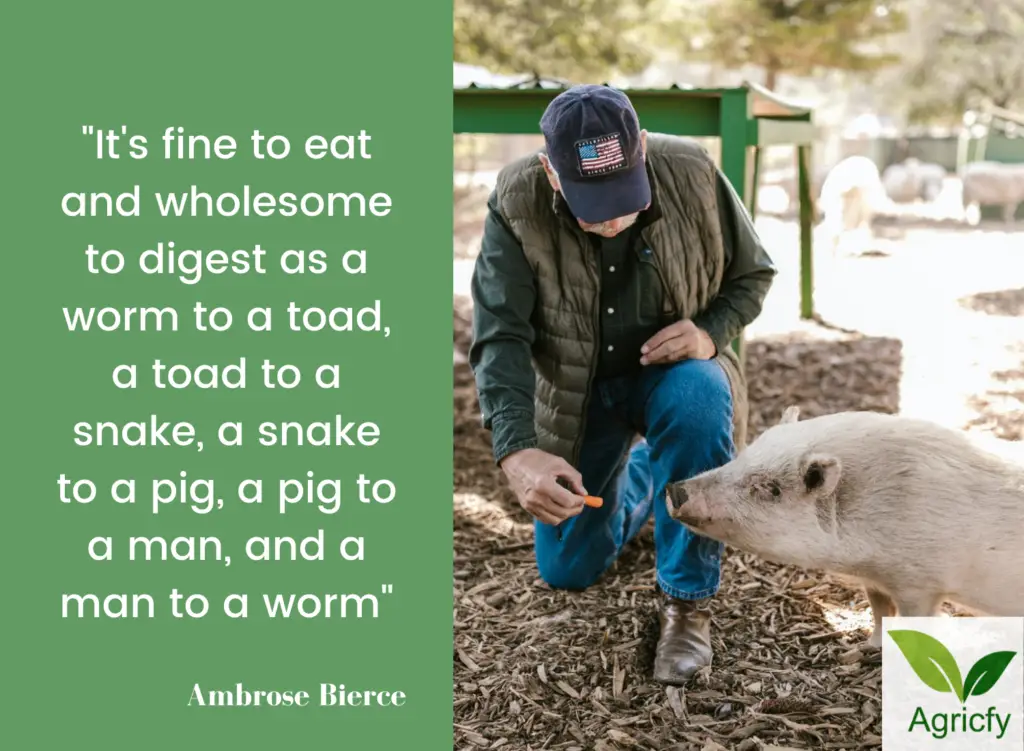 Quotes about pig farming