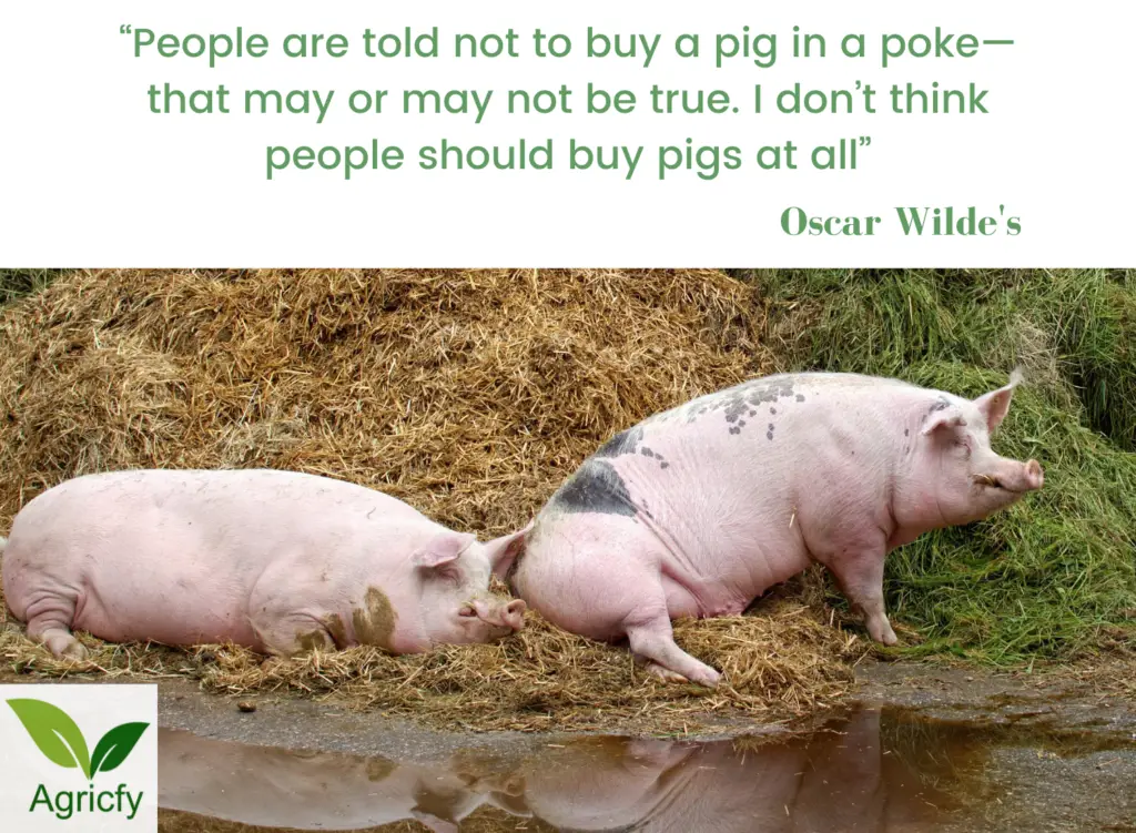 Quotes about Pig farming