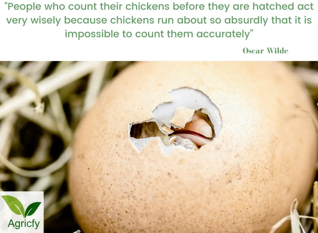 Quotes on chicken farming