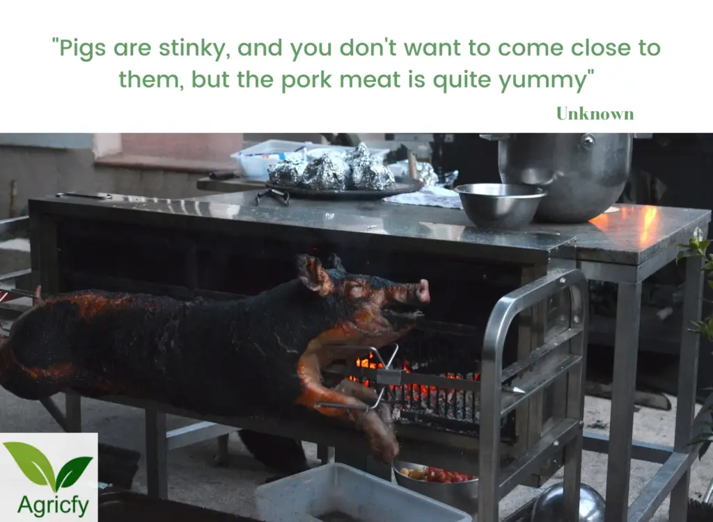 Pig farming quotes