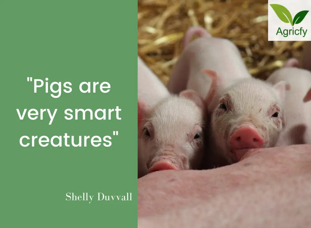 Pig Farming Quotes