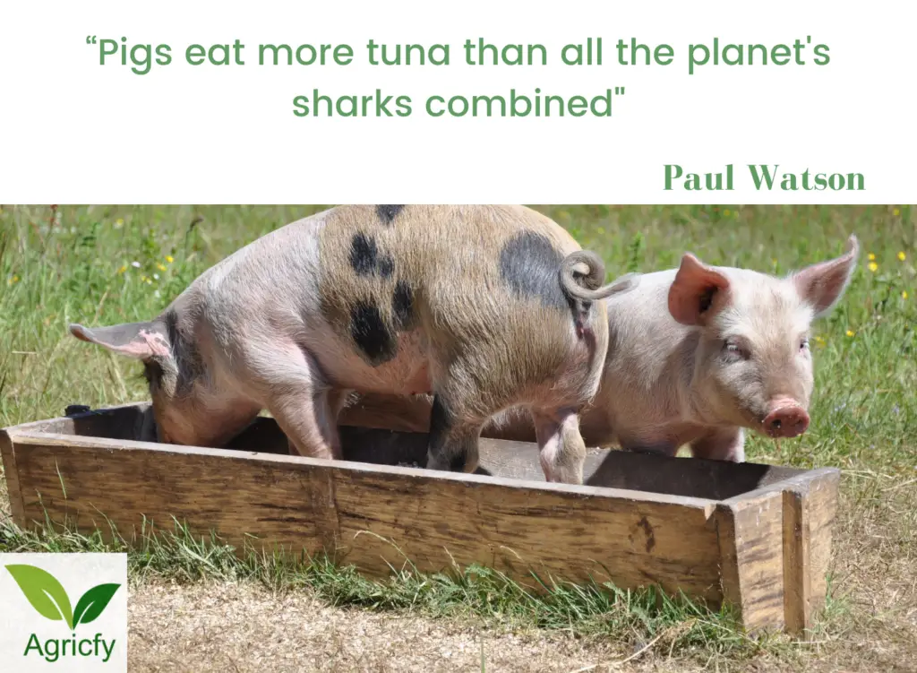 Pig farming sayings