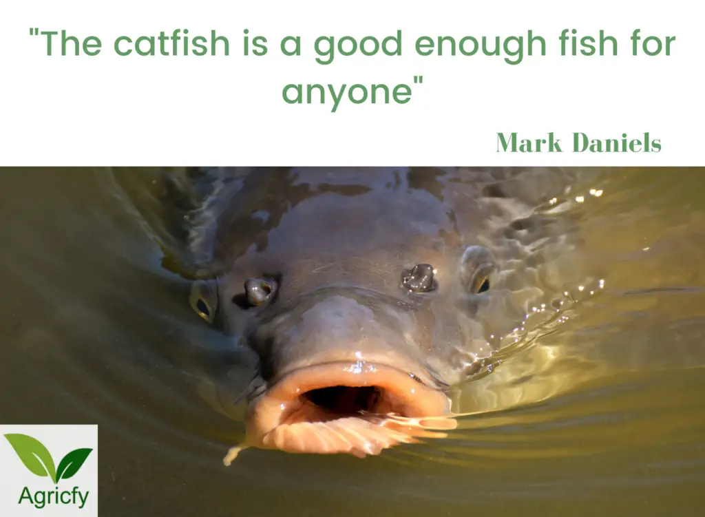 Catfish Farming Quotes