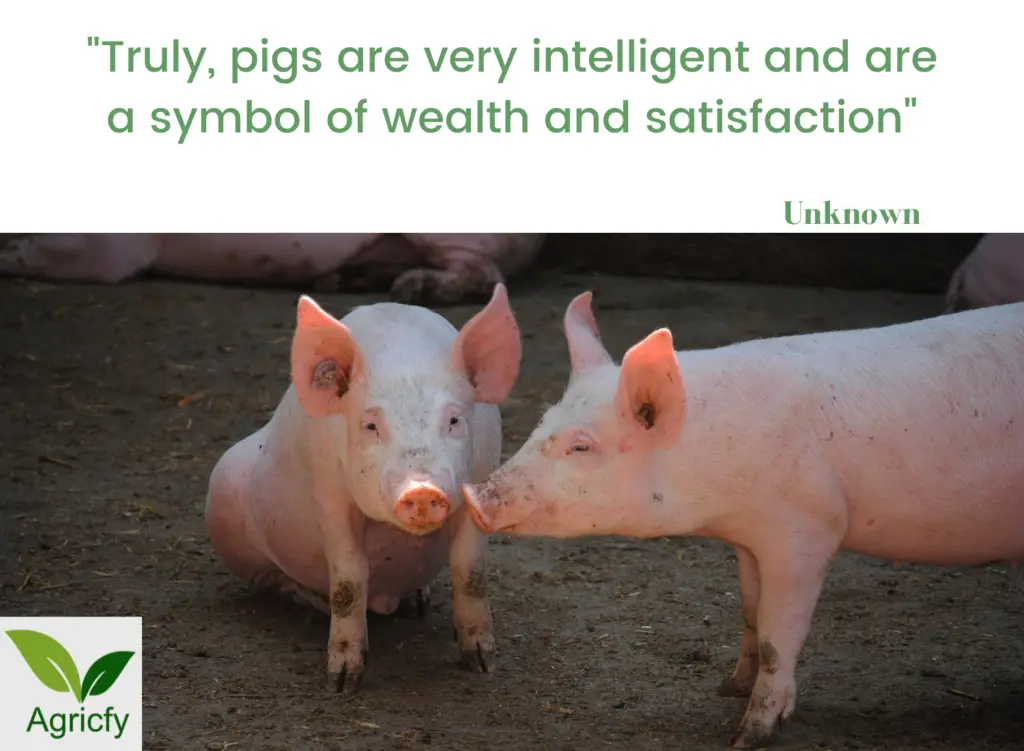 Quotes About Pig Farming