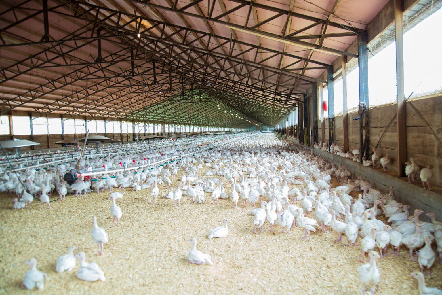 cage-vs-free-range-vs-deep-litter-system-of-poultry-farming