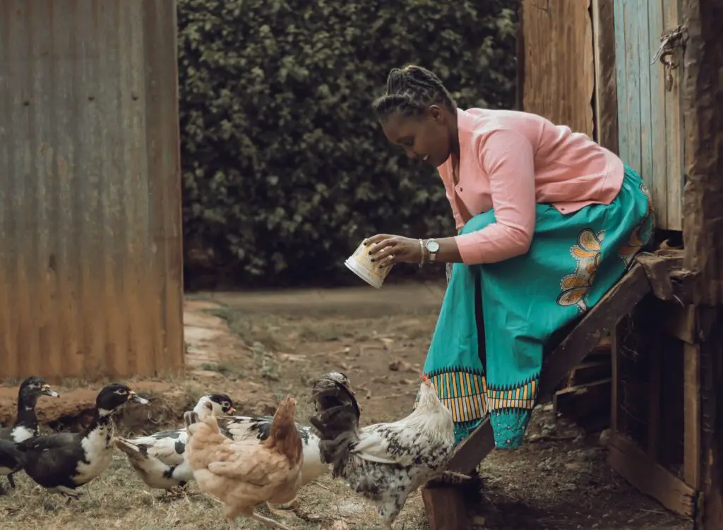 Free-Range System of Poultry Farming
