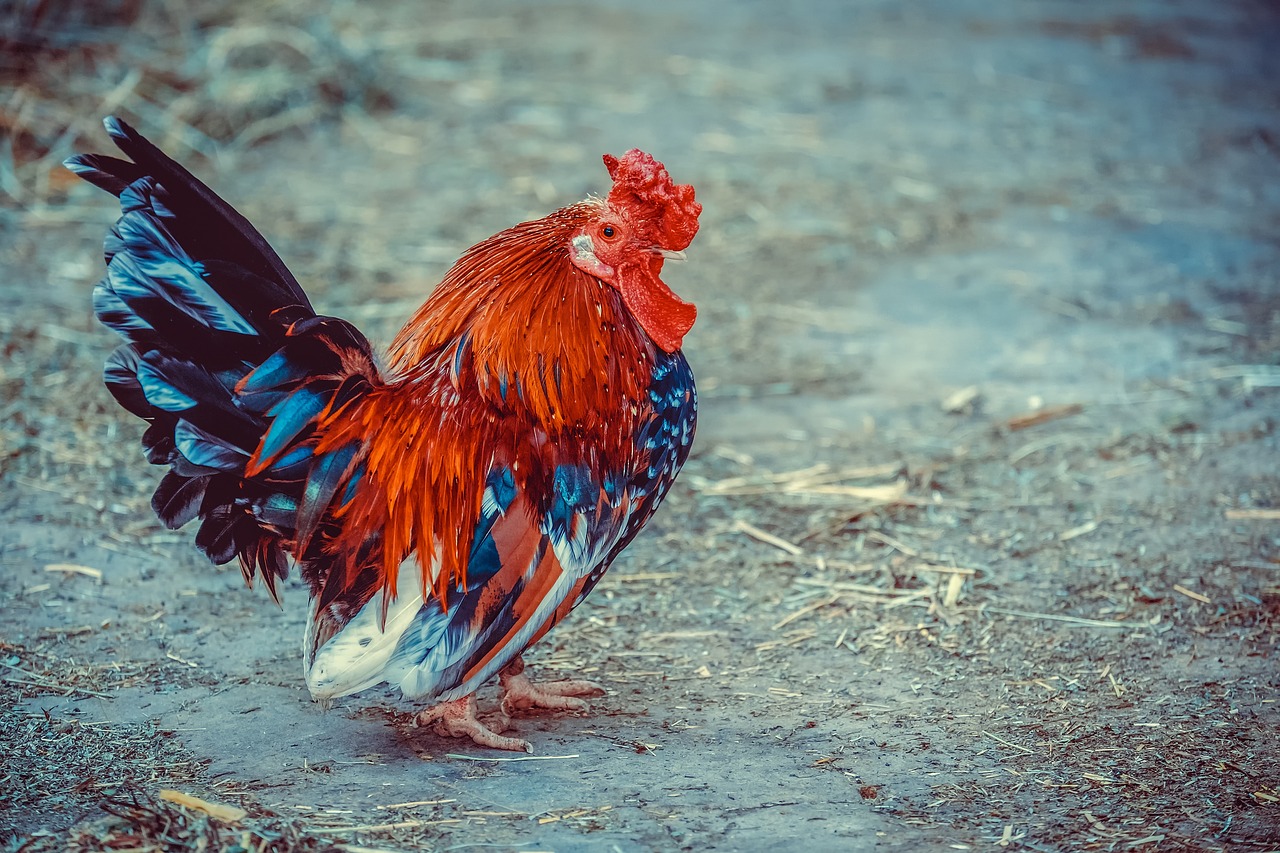 The 15 Best Laying Hens For Beginners