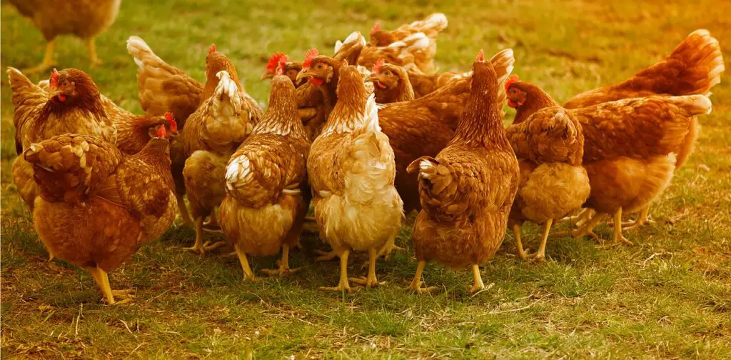 Best Laying Hens For Beginners