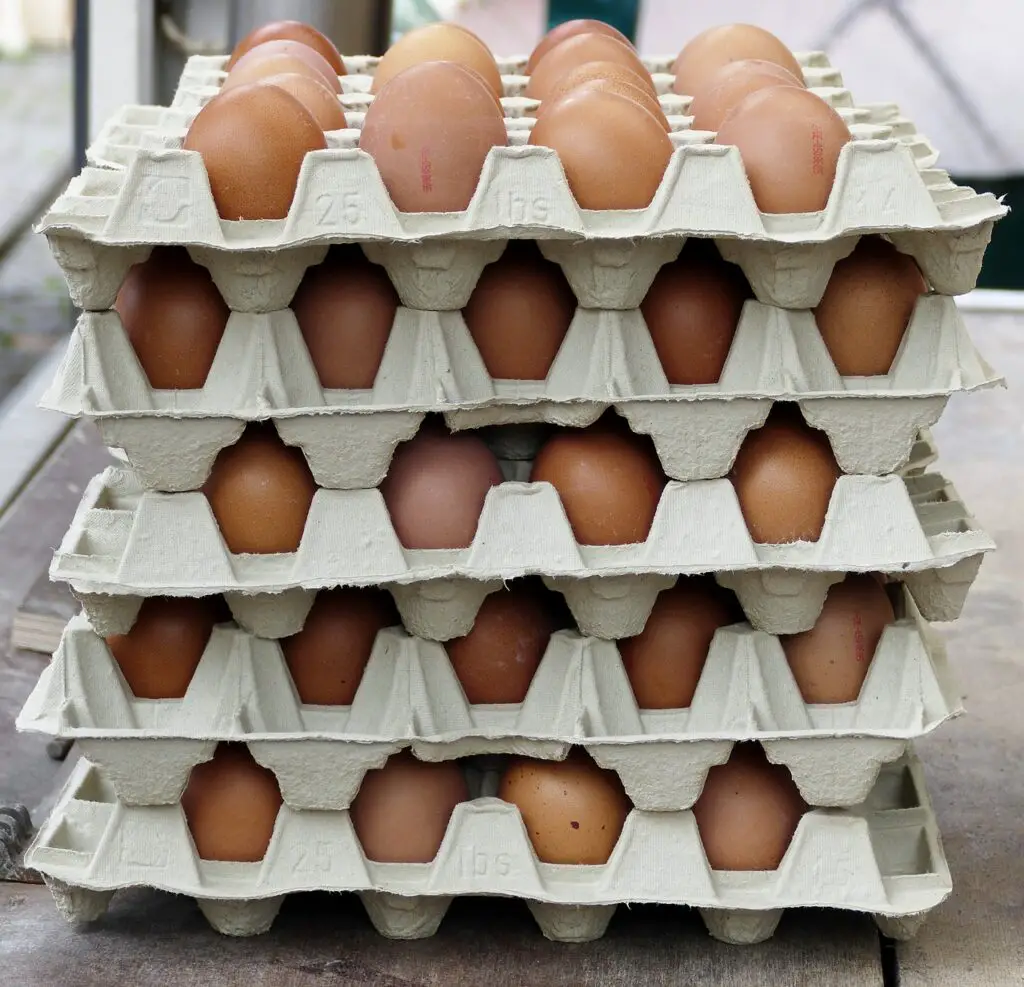 Egg Distribution Business