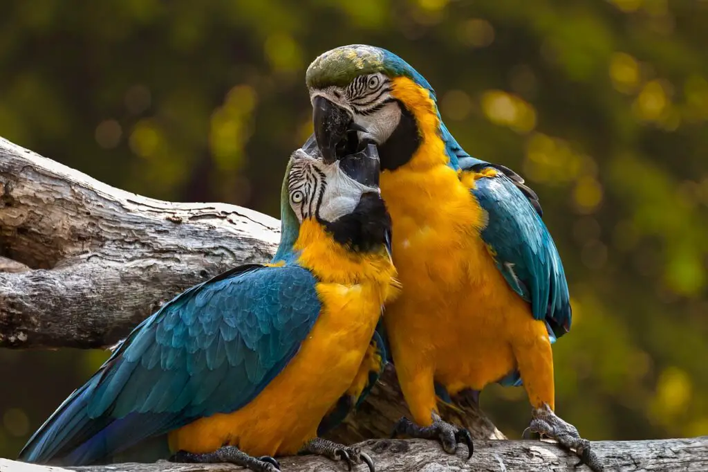 Fun Facts About Parrots