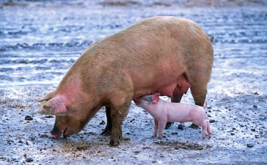 Pig Farming