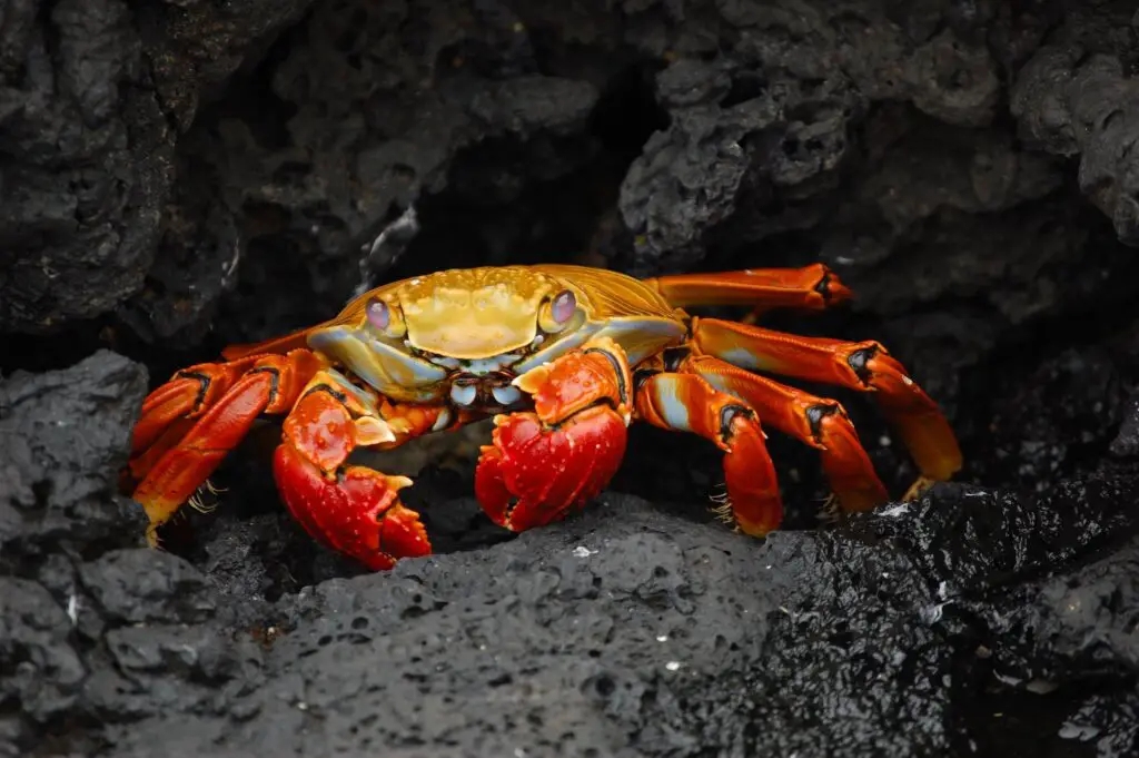 Crab in a secluded place