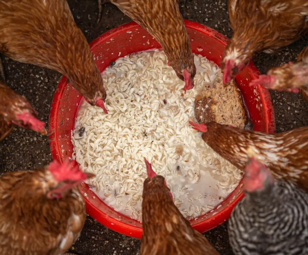 Best Chicken Feeds For Laying Hens