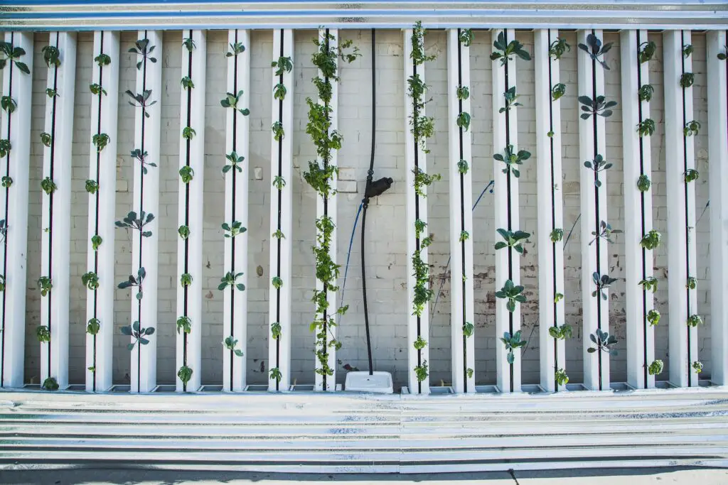 Vertical farming is the technique of cultivating crops in layers that are vertically stacked.