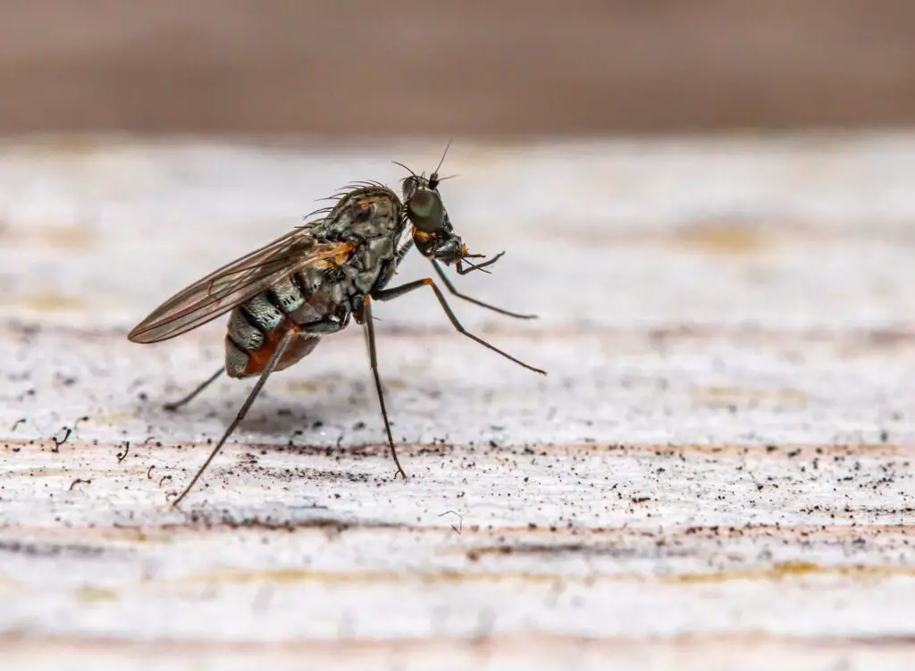 How To Produce Housefly