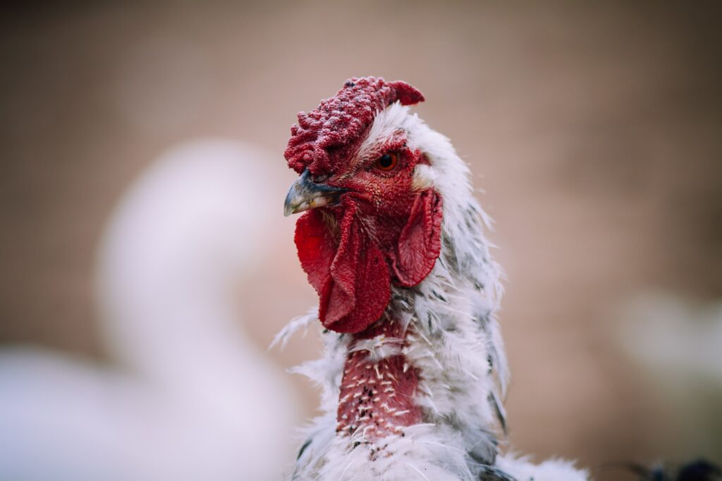 What is a chicken comb? The chicken comb is a fleshy growth on the top of a chicken’s head.