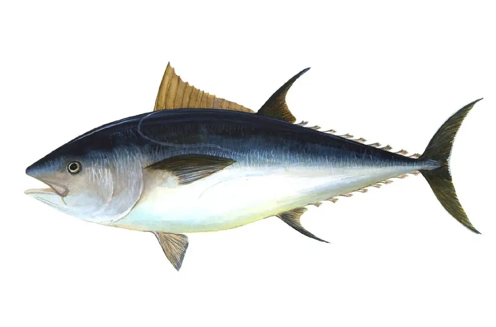 Tuna fish farming is a relatively new industry