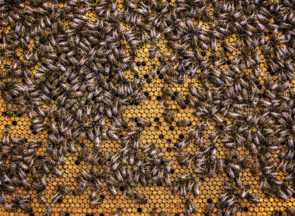 Beekeeping Farming