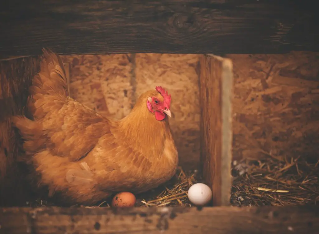 Chicken laying eggs in a nesting box
