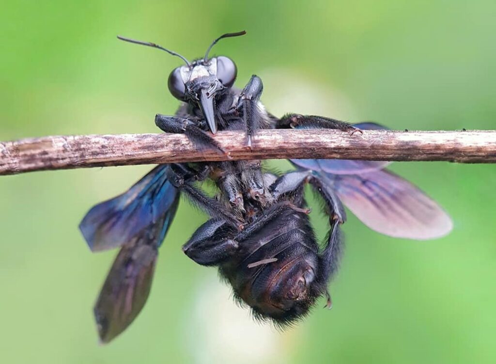 What is Black Soldier Fly?